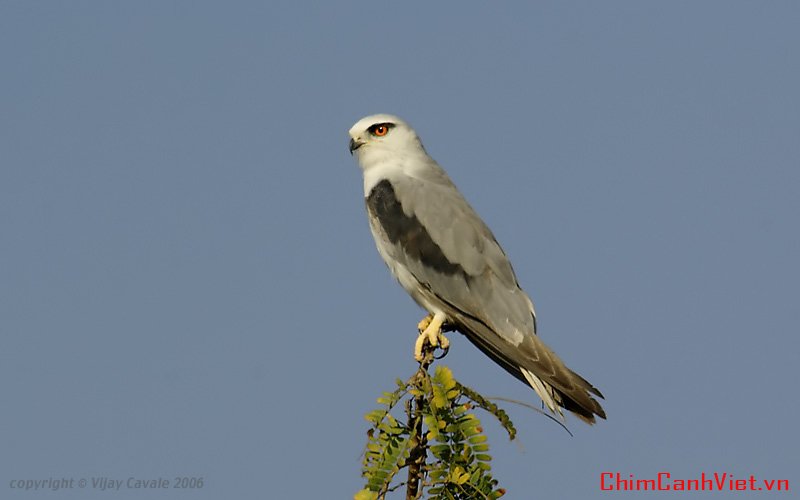 Black-shouldered-Kite.jpg