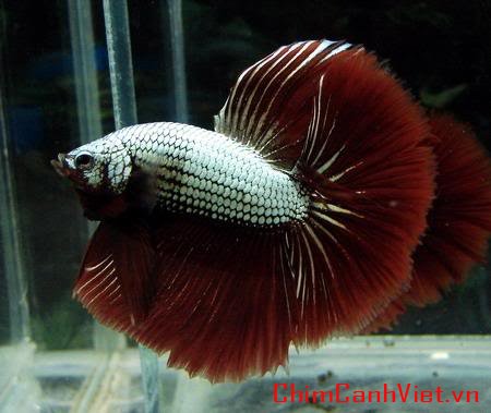 dragonbetta106.jpg