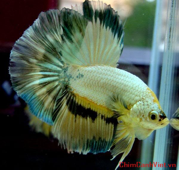 dragonbetta107.jpg