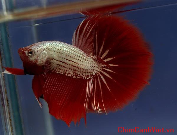 dragonbetta111.jpg