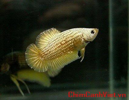 dragonbetta317.jpg