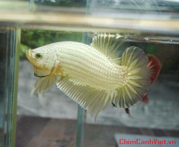 dragonbetta324.jpg