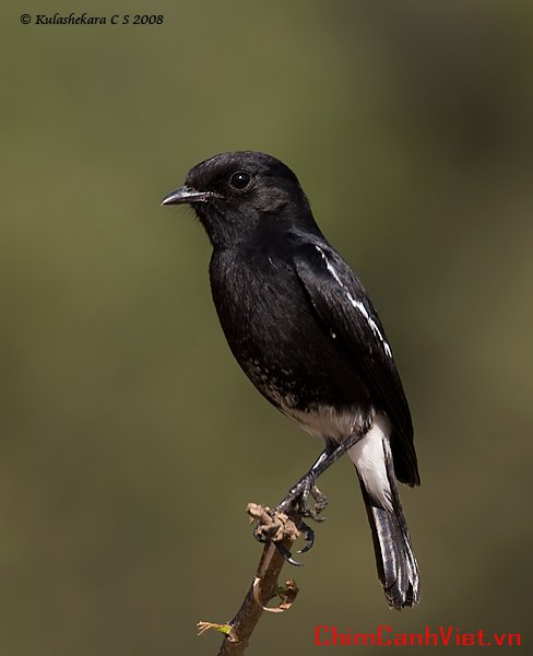 Pied-bushchat-male.jpg