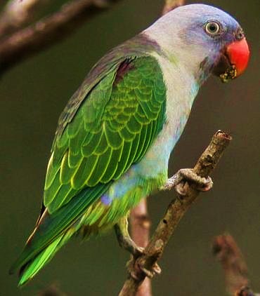 Blue-rumped parrot