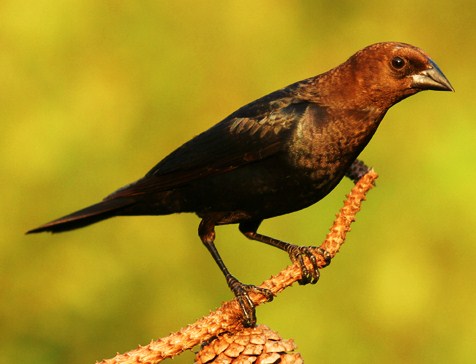 Brown-headed cowbird