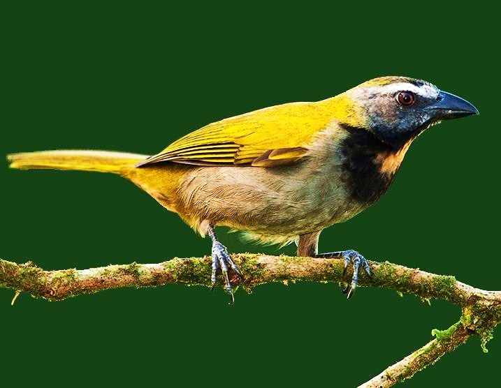 Buff-throated saltator