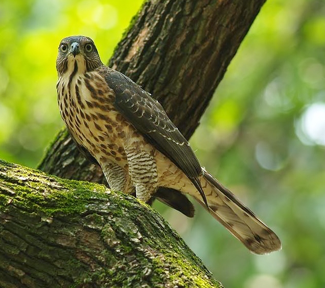 Crested goshawk