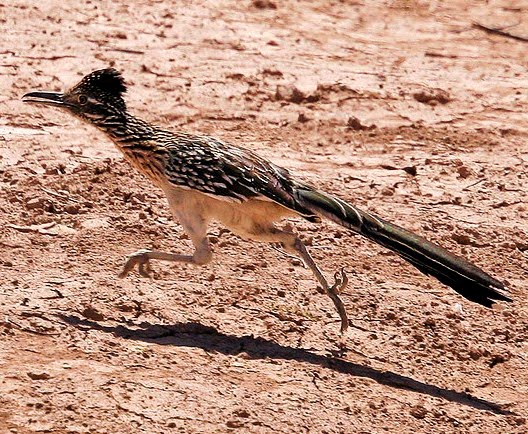 Greater roadrunner