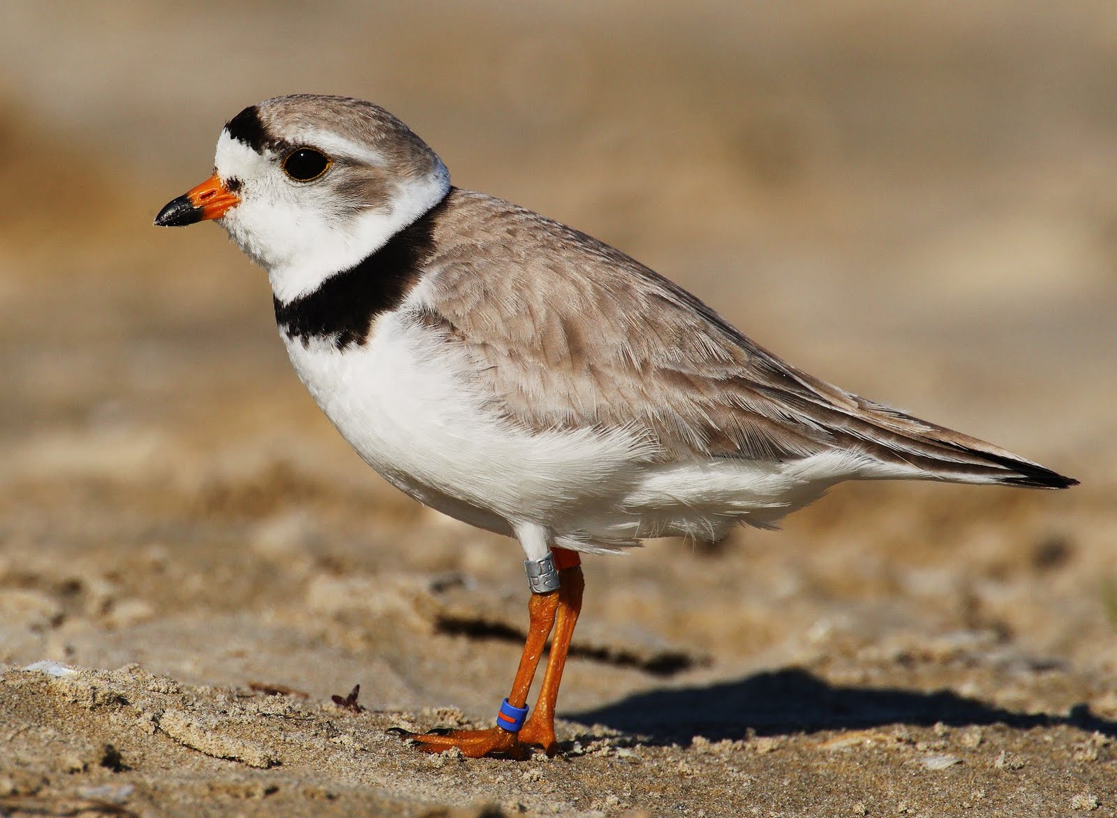 Piping plover