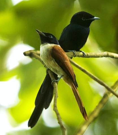 Seychelles paradise-flycatcher