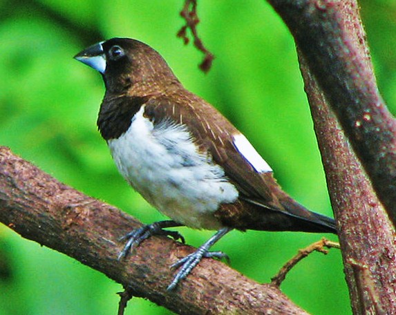 White-rumped munia