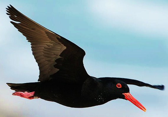 African black oystercatcher