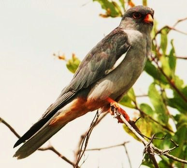 Amur falcon