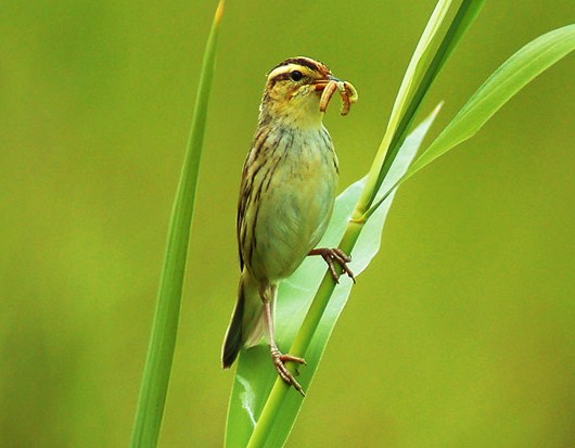 Aquatic warbler