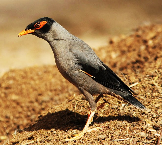 Bank myna