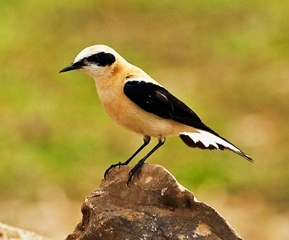 Black-eared wheatear