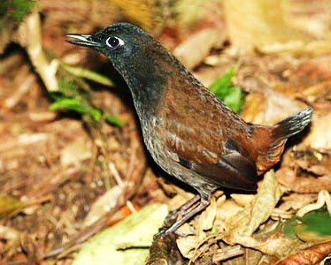 Black-faced antthrush