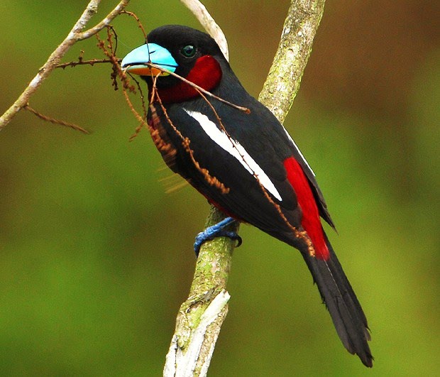 Black-and-red Broadbill