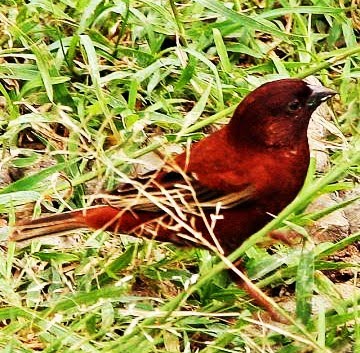 Chestnut sparrow