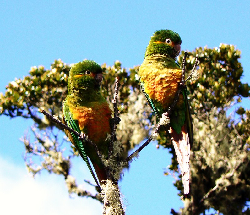 Golden-plumed parakeet