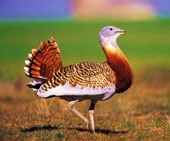 Great bustard