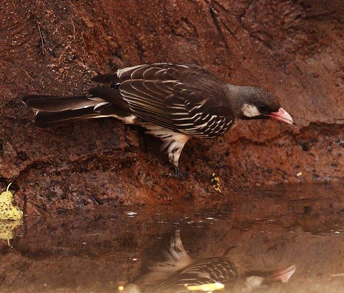 Greater honeyguide