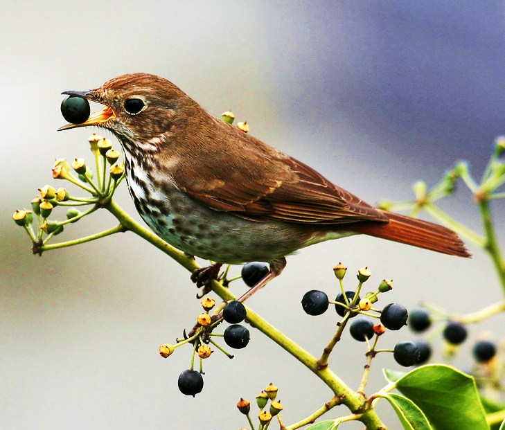 Hermit thrush