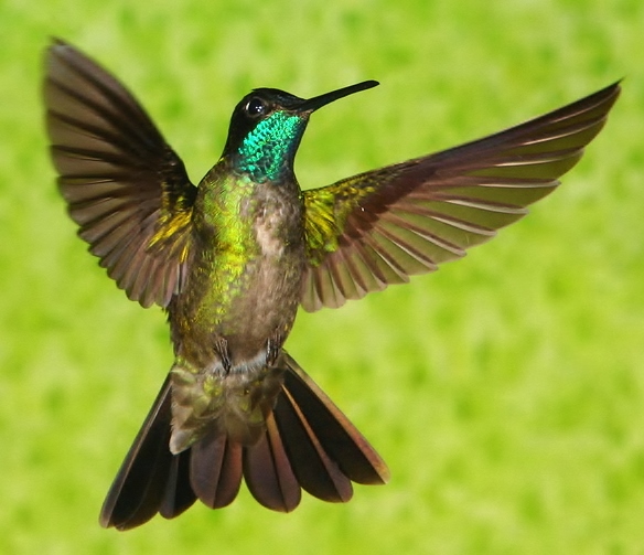 Magnificent hummingbird