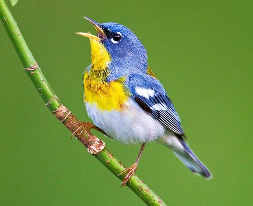 Northern parula