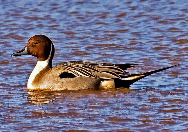 Northern pintail