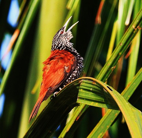 Point-tailed palmcreeper