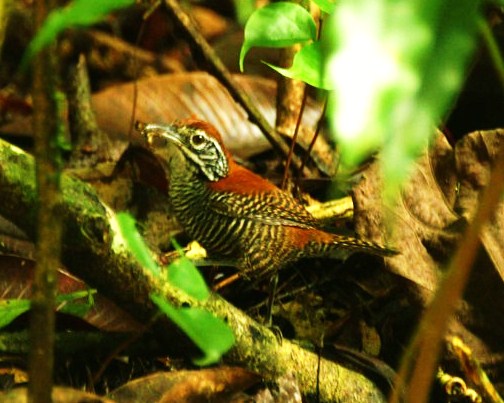 Riverside wren