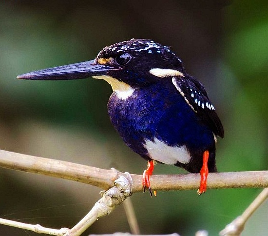 Silvery kingfisher