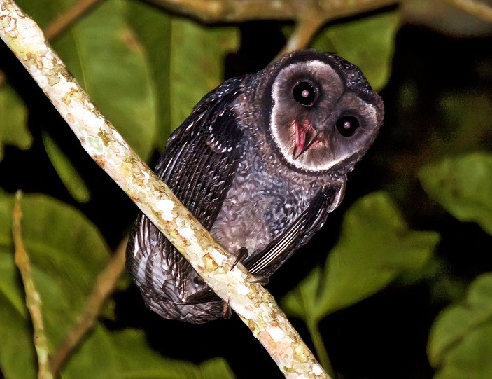 Greater sooty owl