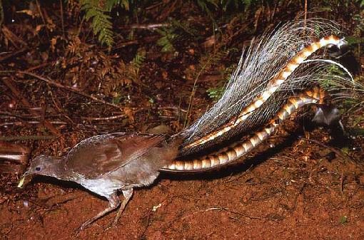 Superb lyrebird