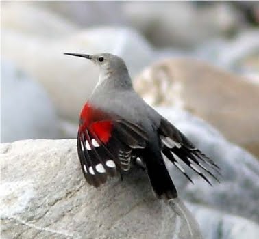 Wallcreeper