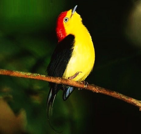 Wire-tailed manakin