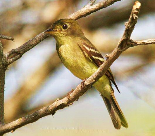 Yellow-bellied flycatcher