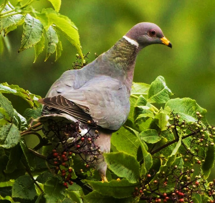 Band-tailed pigeon