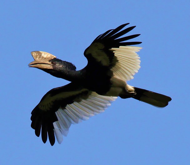 Black and white casqued hornbill