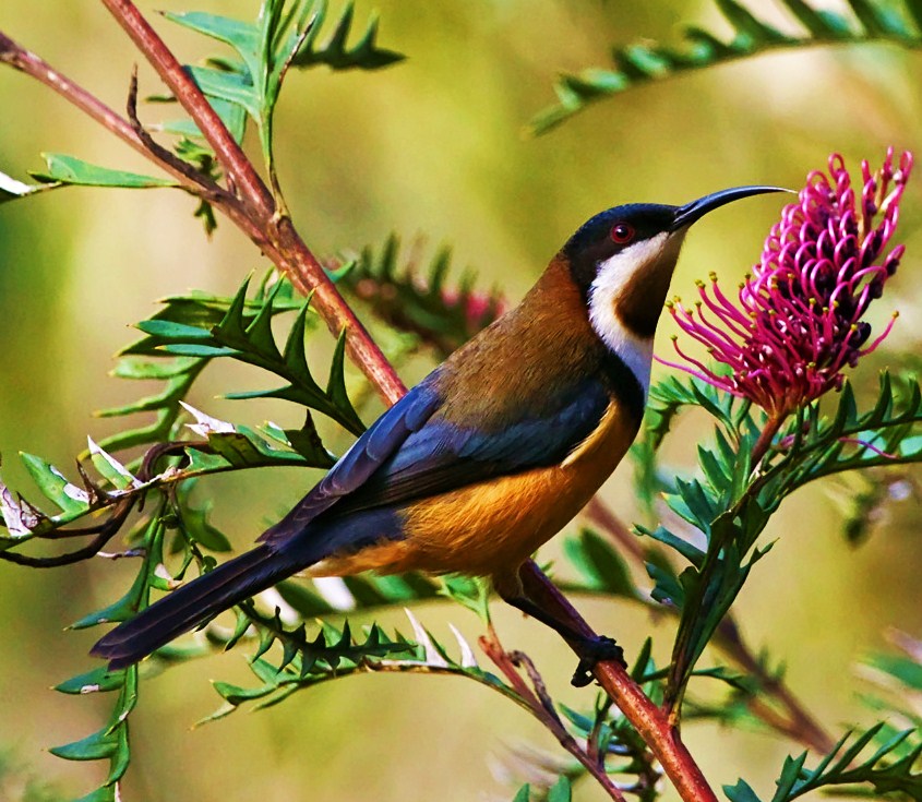 Eastern spinebill