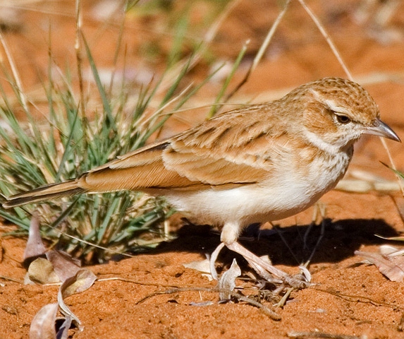 Fawn-coloured lark