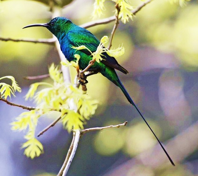 Malachite sunbird