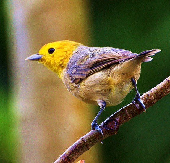 Orange-headed tanager