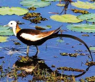 Pheasant-tailed jacana