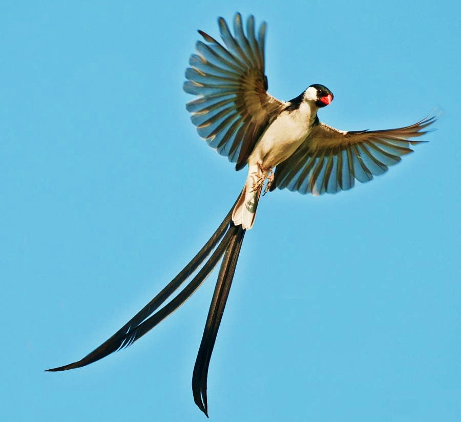 Pin-tailed whydah