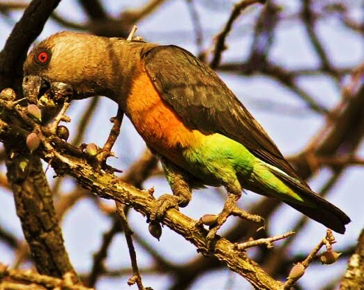 Red-bellied parrot