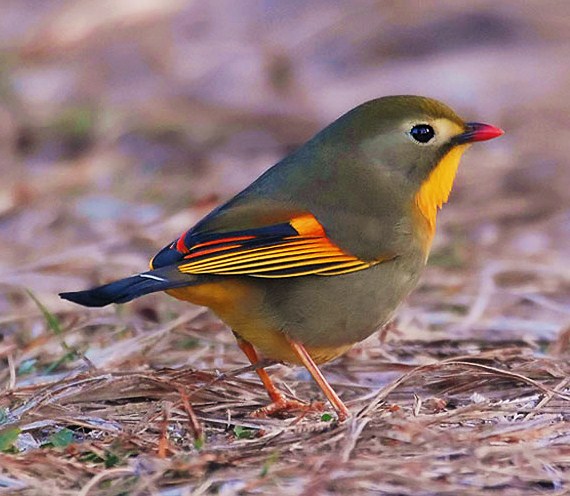 Red-billed leirothrix