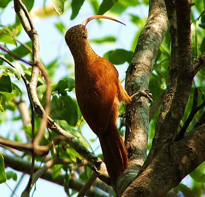 Red-billed scythebill