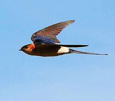 Red-rumped swallow